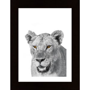 African Lion Poster - Hambedo