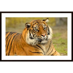 Bengal Tigers Poster - Hambedo