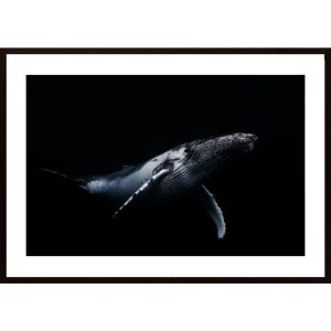 Black A Whale Poster - Hambedo