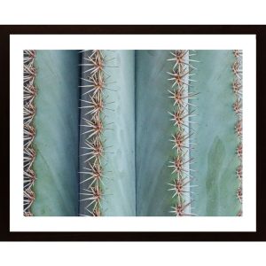 Cactus In Close-Up Poster - Hambedo