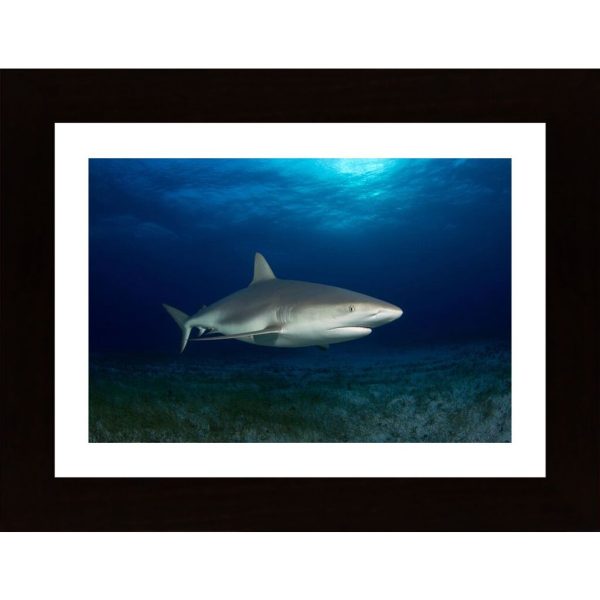 Caribbean Reef Shark Poster - Hambedo