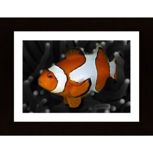 Clownfish Poster - Hambedo
