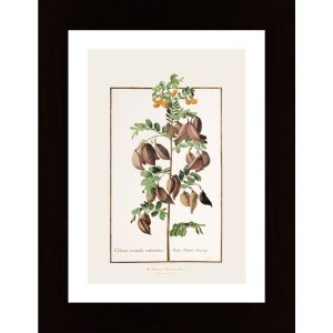 Colutea Arborescens Poster - Hambedo
