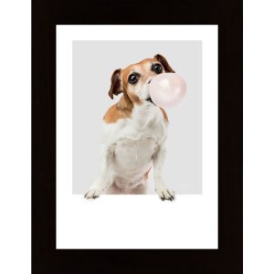 Dog Chewing Bubble Gum Poster - Hambedo