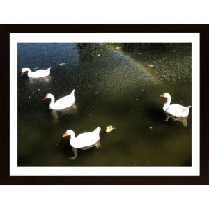 Ducks Rainbow Poster - Hambedo