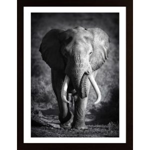 Elephant Bull Poster - Hambedo