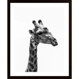 Giraffe Poster - Hambedo