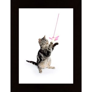 Kitten Poster - Hambedo