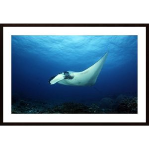 Oceanic Manta Ray Poster - Hambedo