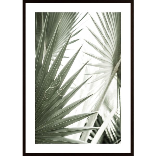 Palm Leaves Poster - Hambedo