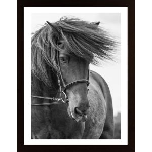 Portrait Horse Poster - Hambedo
