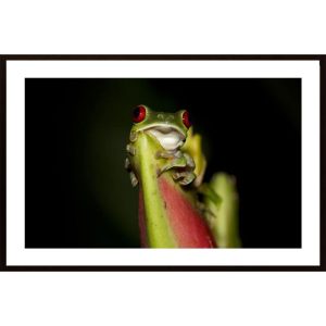 Red-Eyed Tree Frog Poster - Hambedo