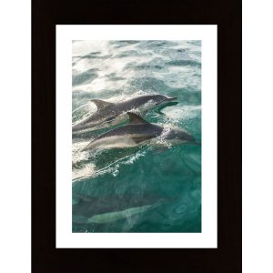 Swimming Dolphins In The Sea Poster - Hambedo