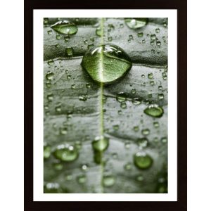 Water Drops On A Leaf 1 Poster - Hambedo