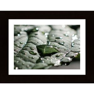 Water Drops On A Leaf 2 Poster - Hambedo