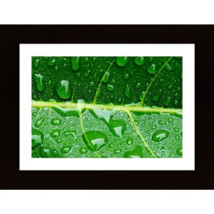 Water Drops On A Leaf 3 Poster - Hambedo