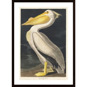 White Pelican Poster - Hambedo