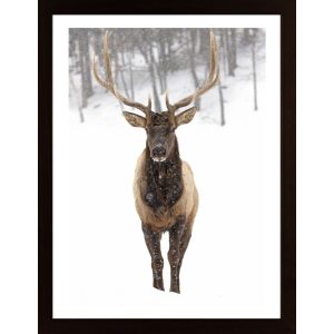 Winter Deer Poster - Hambedo