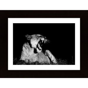 Yawning Lion Poster - Hambedo