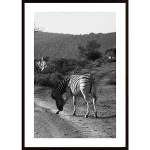 Zebra That Bows Poster - Hambedo