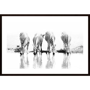 Zebras Drinking Poster - Hambedo