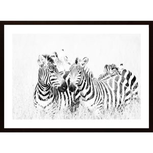 Zebras In High Grass Poster - Hambedo