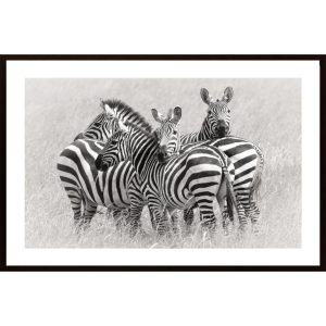 Zebras Poster - Hambedo